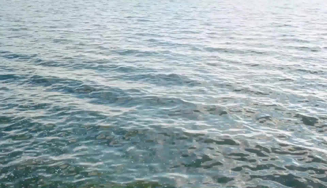 COP15:共建萬(wàn)物和諧的美麗世界